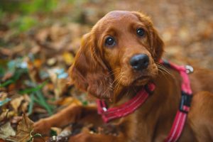 alergie la parul de animale